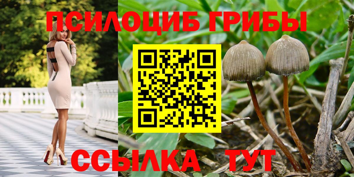 Псилоцибиновые грибы Psilocybe  Галлюциногенные грибы Psilocybe  Вход с VPN  Аша 